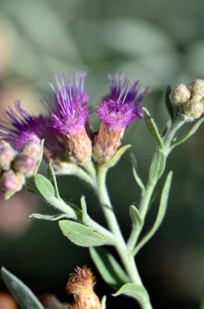 Arrowweed has small but showy pink to deep rose flowers arranged in clusters on branch tips. Plants bloom from early spring through summer and fall; and often year-round. Pluchea sericea